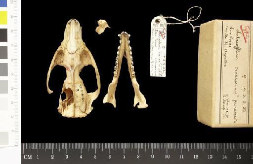Lutreolina crassicaudata paranalis Thomas,  1923 - 1917.5.2.22_Skull_Dorsal