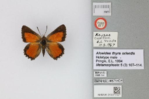 Aloeides thyra orientis Pringle, 1994 - 013377027_Aloeides_thyra_orientis_Pringle_1994_HT