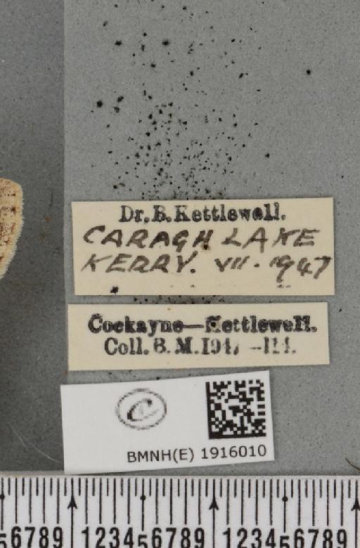 Ectropis crepuscularia (Denis & Schiffermüller, 1775) - BMNHE_1916010_label_482751