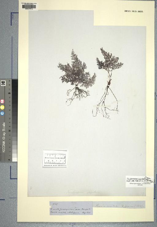 Trichomanes rigidum Sw. - Spruce - BM000777012