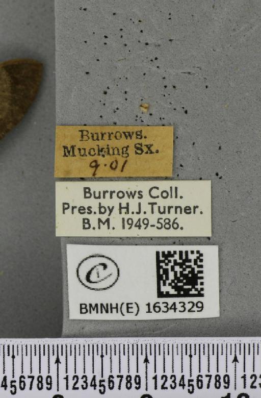 Macroglossum stellatarum (Linnaeus, 1758) - BMNHE_1634329_label_205910
