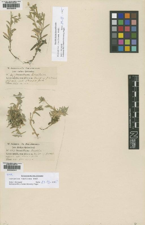 Cerastium candicans Wedd - BM000803917