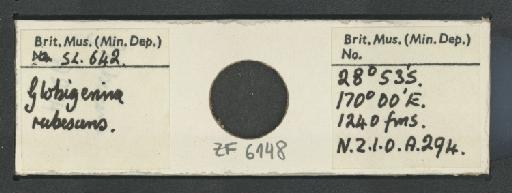Globoturborotalita rubescens (Hofker, 1956) - ZF6148.jpg