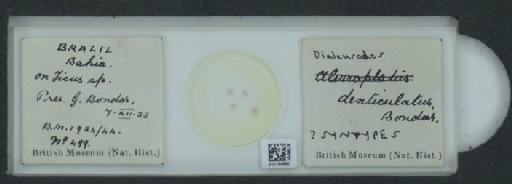 Dialeurodes denticulatus Bondar, 1923 - 010164940_117715_1092002