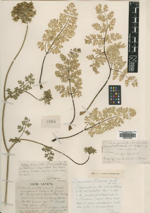 Daucus carota subsp. hispanicus (Gouan) Thell. - BM000752082