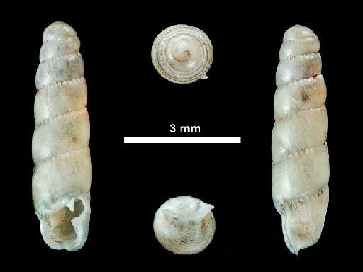 Pupa bicolor subterclass Tectipleura T. Hutton, 1834 - 1856.9.15.75, PARALECTOTYPE, Pupa bicolor Hutton & Benson, 1834