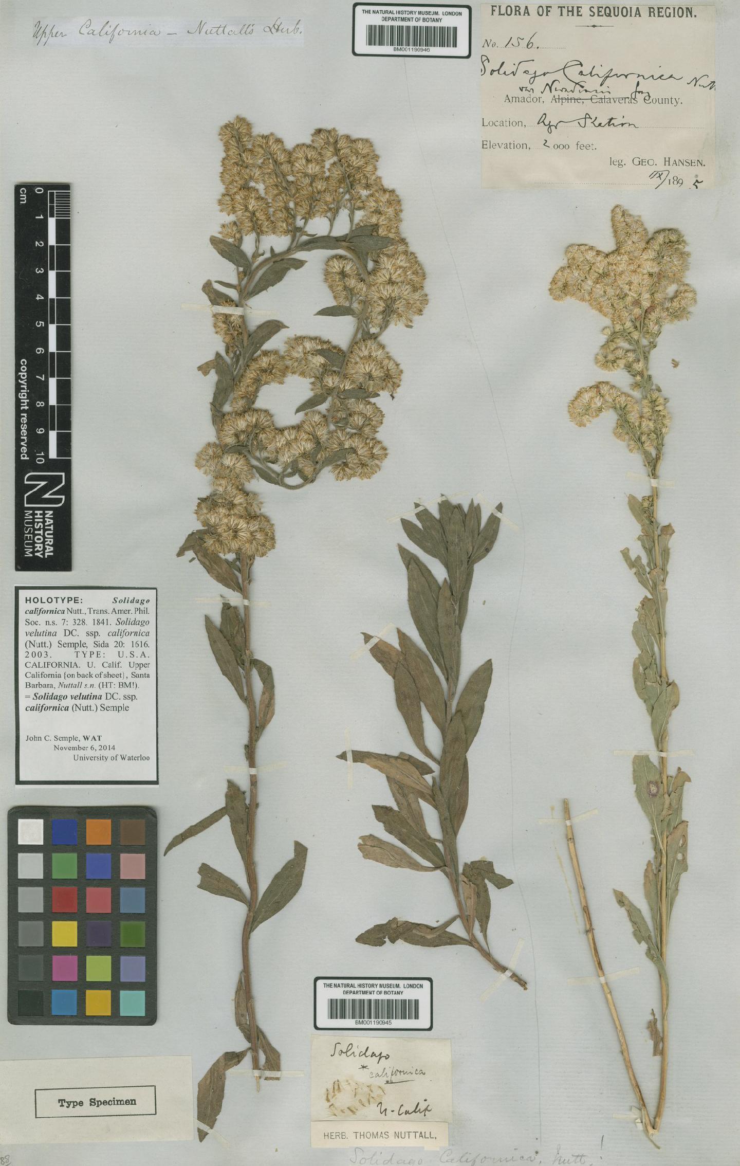 To NHMUK collection (Solidago velutina subsp. californica (Nutt.) Semple; NHMUK:ecatalogue:5591906)