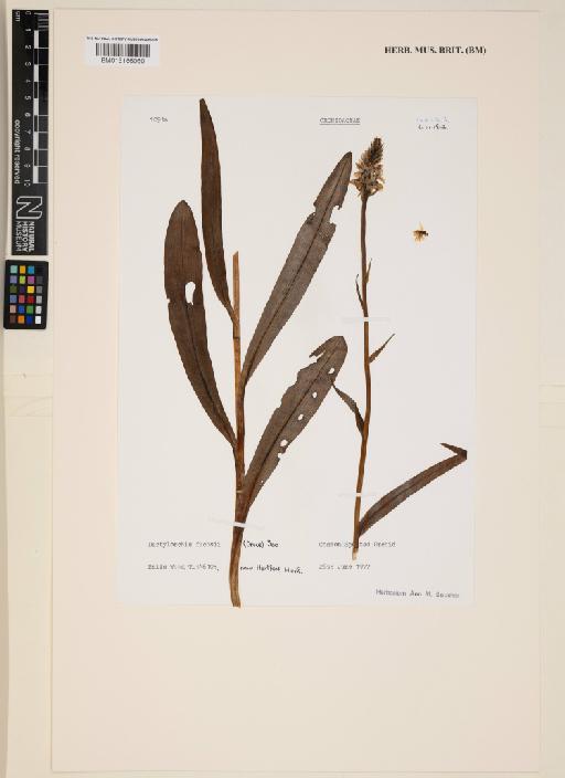 Dactylorhiza fuchsii (Druce) Soó - 015166060