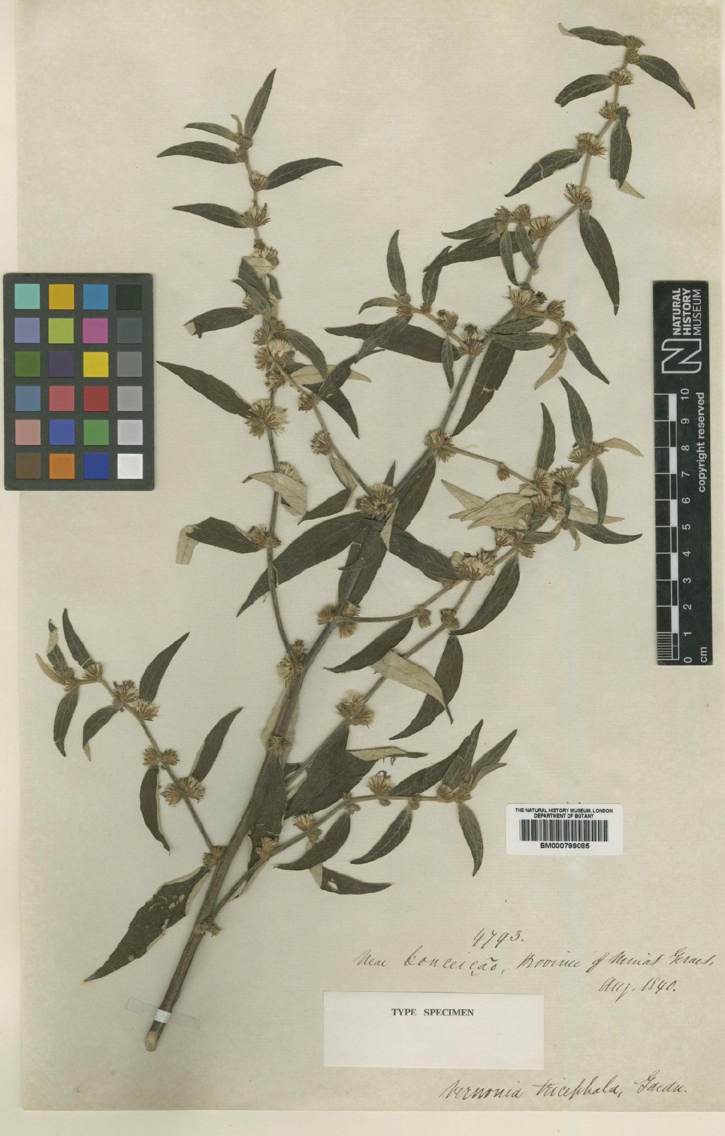 To NHMUK collection (Vernonia tricephala Gardner; Type; NHMUK:ecatalogue:4991421)