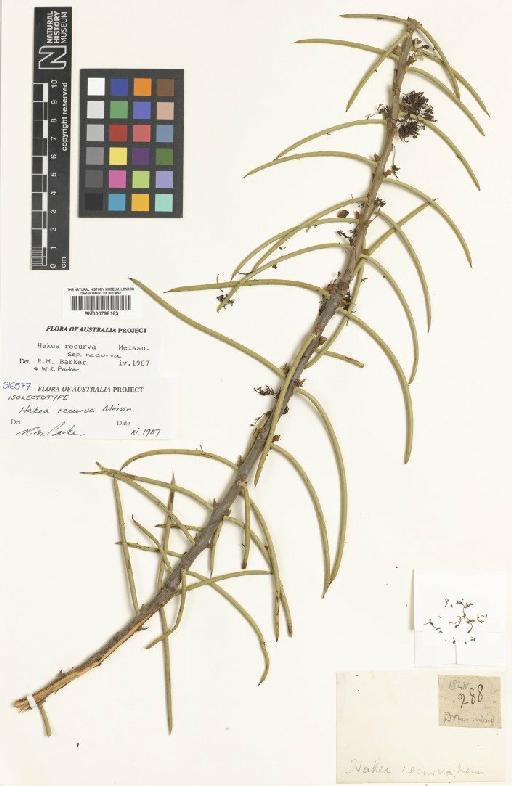 Hakea recurva Meisn. - BM000798163