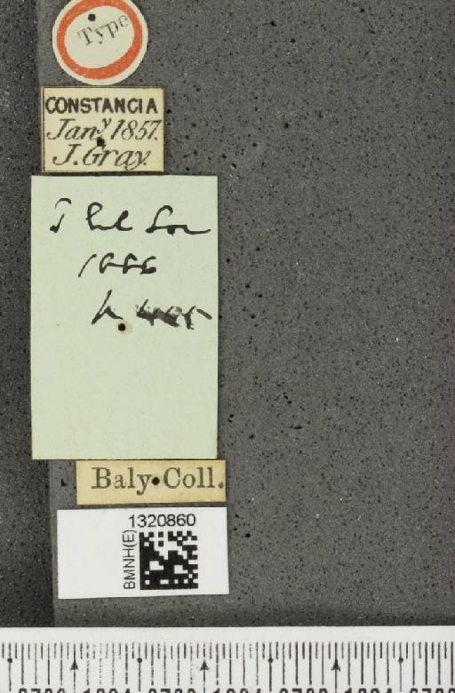 Diabrotica grayella Baly, 1886 - BMNHE_1320860_a_label_19729