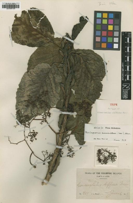 Poikilospermum acuminatum (Trécul) Merr. - BM000951681