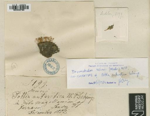 Hennediella heimii (Hedw.) R.H.Zander - BM000867582