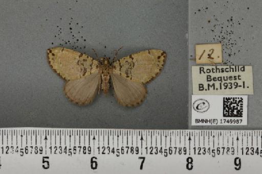 Hydriomena furcata ab. obliterata Prout, 1897 - BMNHE_1749987_327814