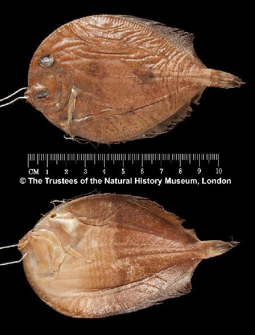 Bothus myriaster (Temminck & Schlegel, 1846) - BMNH 1933.6.12.4, Bothus myriaster