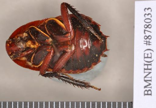 Polyzosteria coxalis Walker, 1871 - Polyzosteria coxalis Walker, F, 1871, male, holotype, ventral. Photographer: Heidi Hopkins. BMNH(E)#878033