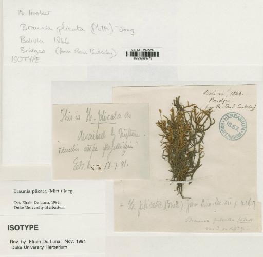 Braunia plicata (Mitt.) A.Jaeger - BM000960770