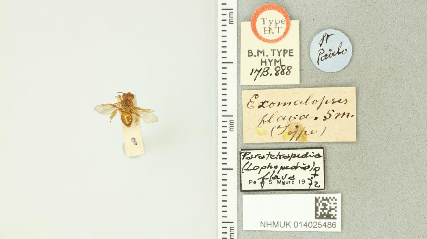 Paratetrapedia flava