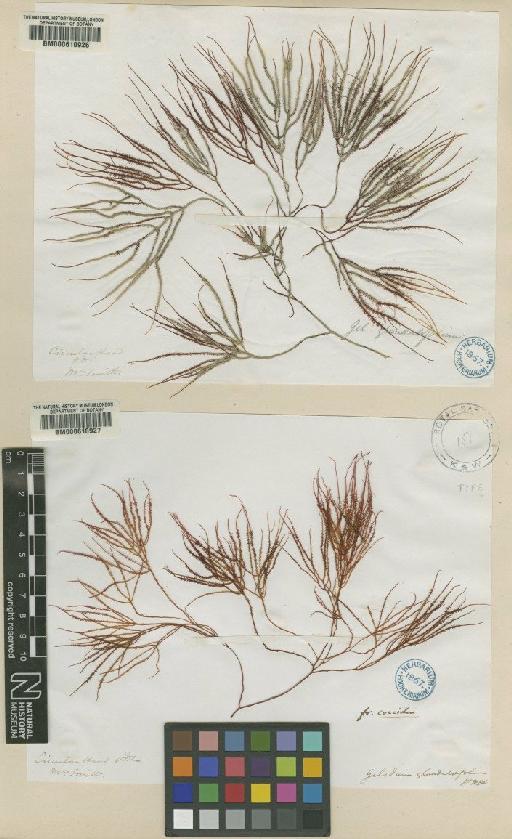 Gelidium asperum (C.Agardh) Grev. - BM000610926