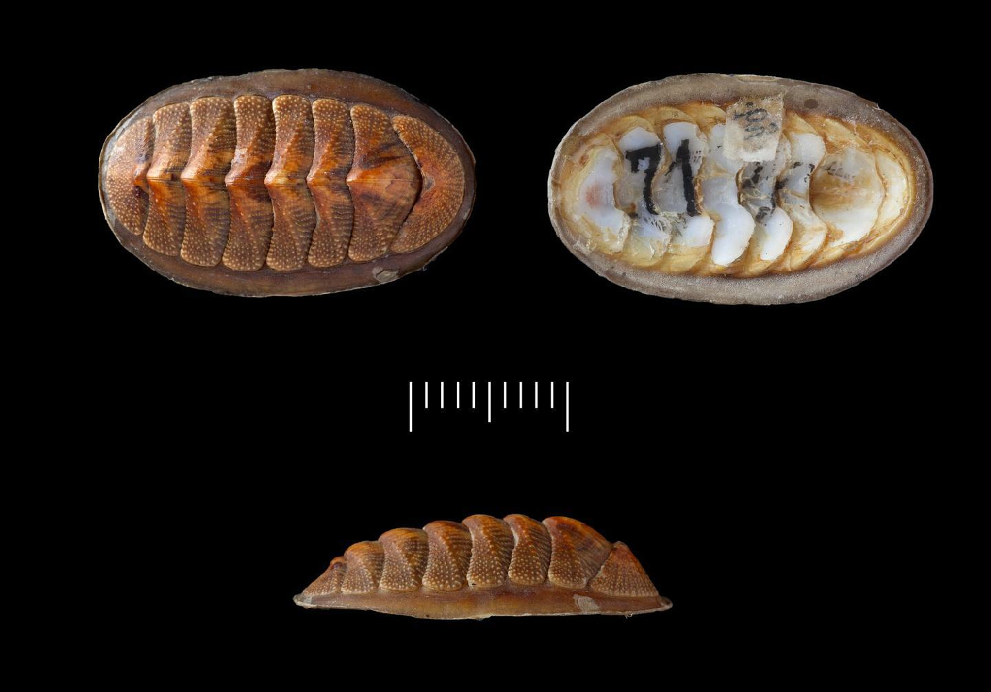 To NHMUK collection (Chiton graniferus Sowerby in Broderip and Sowerby, 1832; HOLOTYPE; NHMUK:ecatalogue:3509185)