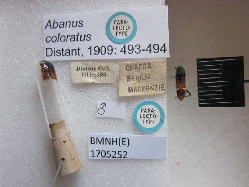 Abanus coloratus Distant, 1909 - Abanus coloratus-BMNH(E)1705252-Paralectotype Male Labels