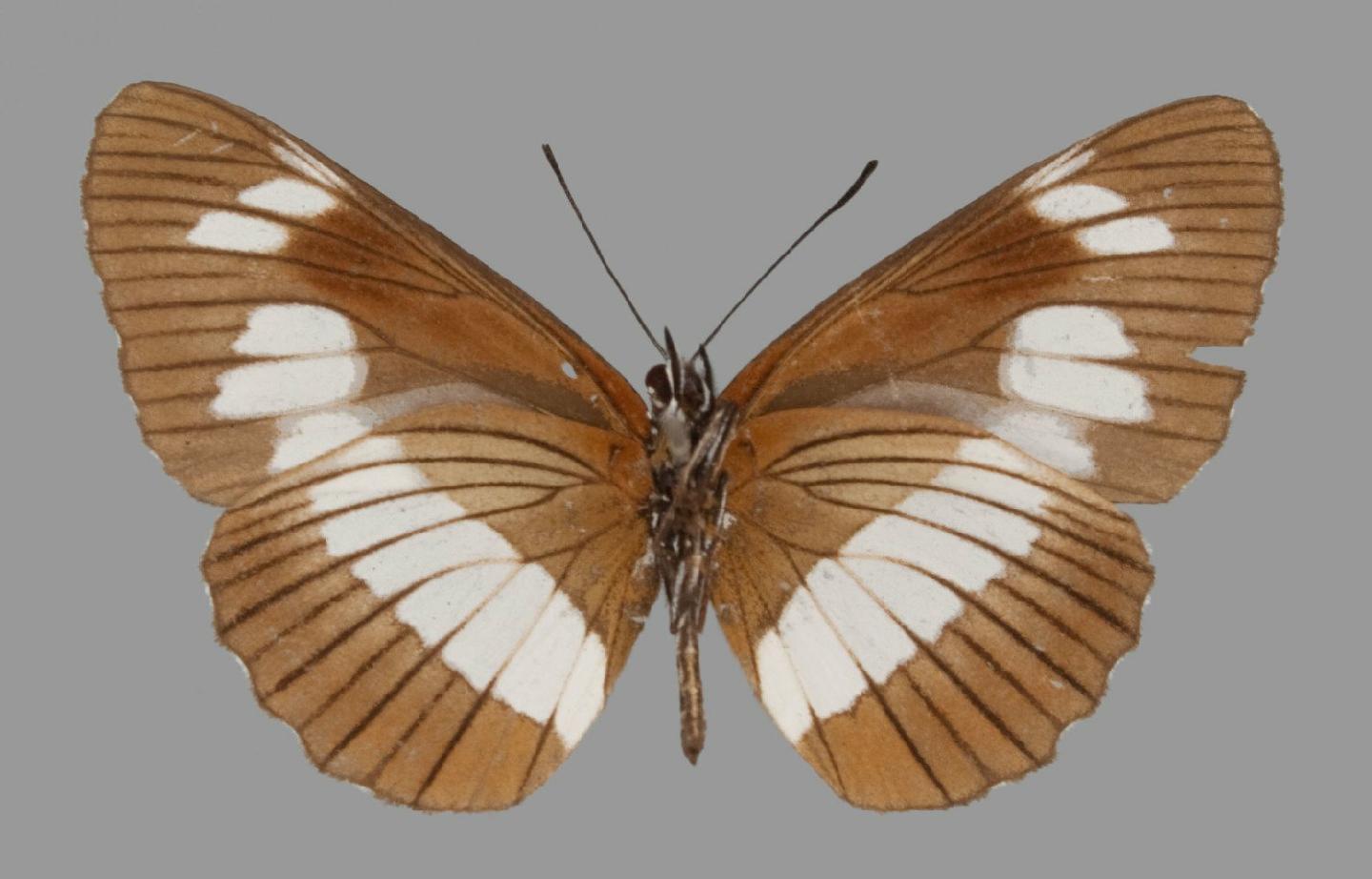 Neptis exaleuca thumbnail