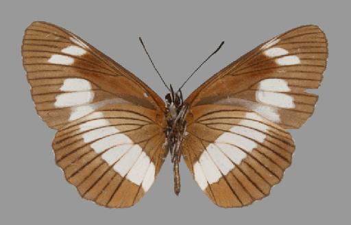 Neptis exaleuca - BMNH(E)#1719051_Neptis_exaleuca_integra_Eltringham_holotype_male_ventral