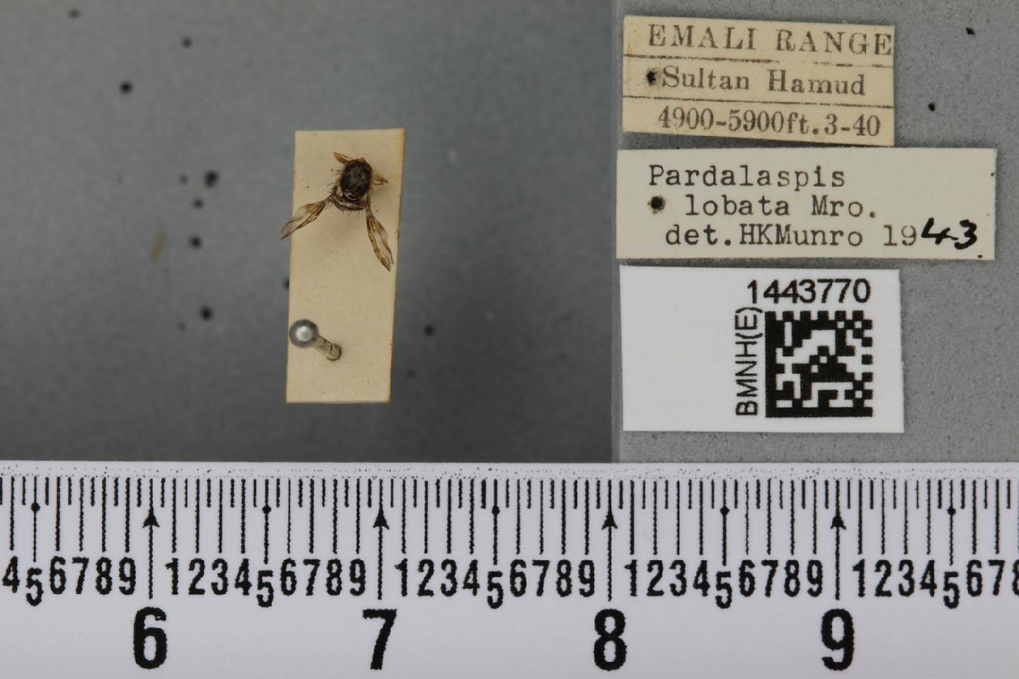 Ceratitis lobata