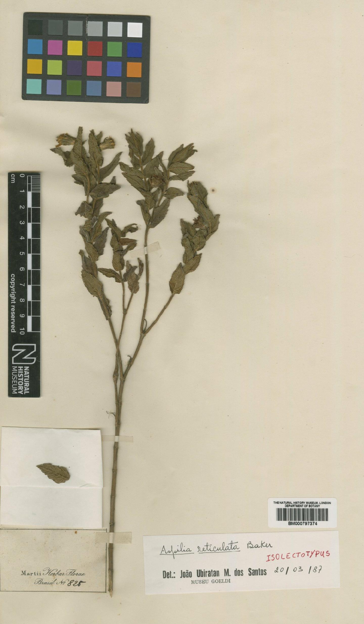 To NHMUK collection (Aspilia reticulata Baker; Isolectotype; NHMUK:ecatalogue:4990154)