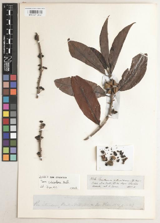 Pera citriodora Baill. - BM013719572