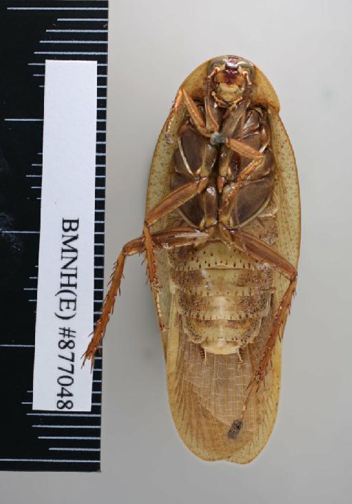 Rhabdoblatta dilatata (von Wattenwyl, 1865) - Rhabdoblatta dilatata Brunner von Wattenwyl, 1865, male, non type, ventral. Photographer: Aging Wang. BMNH(E)#877048