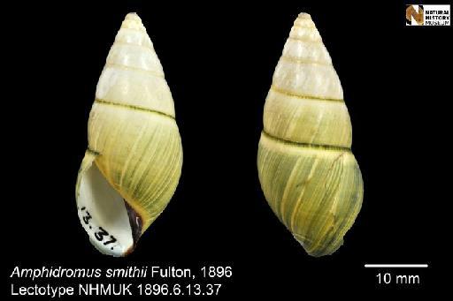 Amphidromus smithii Fulton, 1896 - 1896.6.13.37-38, LECTOTYPE, Amphidromus smithii Fulton, 1896