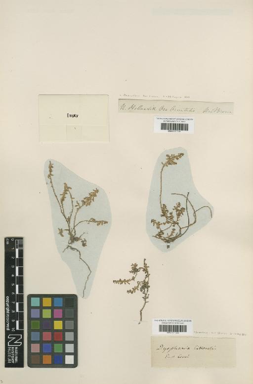 Dysphania littoralis R.Br. - BM001217234