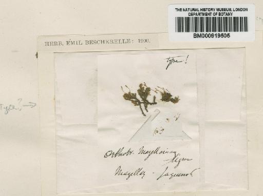 Ulota magellanica (Mont.) A.Jaeger - BM000919505