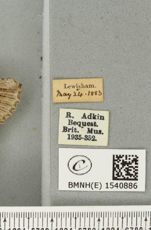 Pterostoma palpina palpina (Clerck, 1759) - BMNHE_1540886_label_246504
