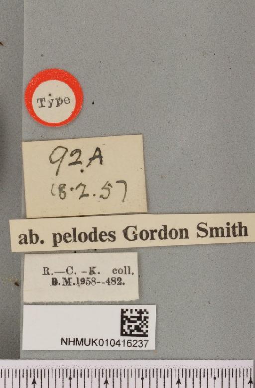 Arctia caja ab. pelodes Smith, 1958 - NHMUK_010416237_a_label_528541