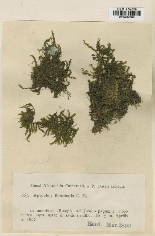 Sematophyllum subpinnatum (Brid.) E.Britton - BM000878820