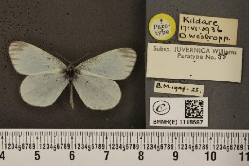 Leptidea sinapis juvernica Williams, 1946 - BMNHE_1118687_73885