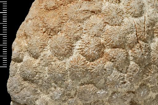 Diploastrea Matthai, 1914 - Fossil Coral AZ3112