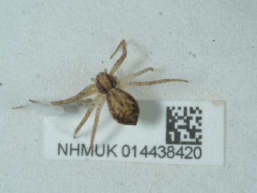 Philodromus spp. - 014438420_2