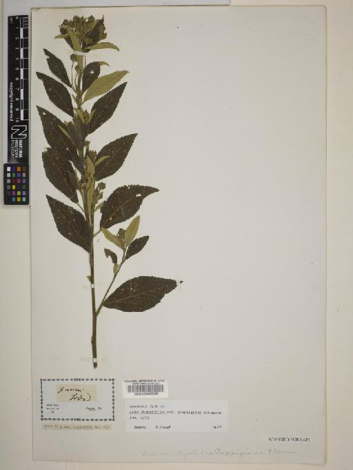 Sida rhombifolia L. - BM000603958