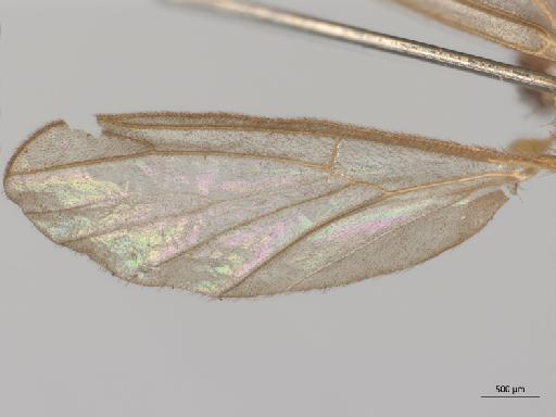 Symmerus antennalis Okada, 1936 - Symmerus_antennalis-PT_BMNH253285-NHMUK010626556-wing1.jpg