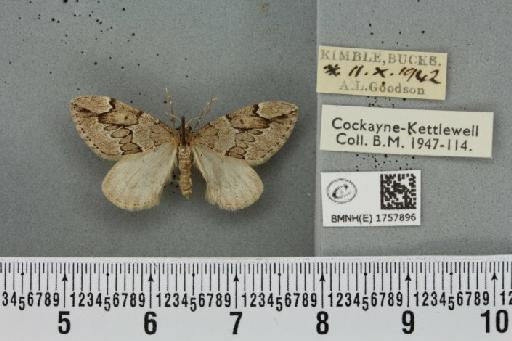 Thera juniperata juniperata (Linnaeus, 1758) - BMNHE_1757896_339574