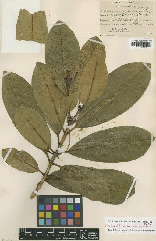 Tabernaemontana dichotoma Roxb. - BM001014002