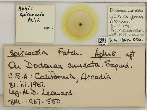 Aphis (Medoralis) spiraecola Patch, 1914 - 014227328_112529_1093088_157842_NoStatus