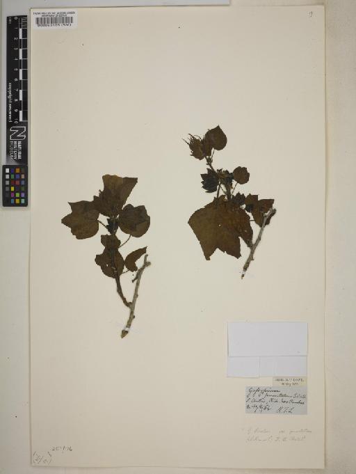 Gossypium hirsutum L. - BM000083165