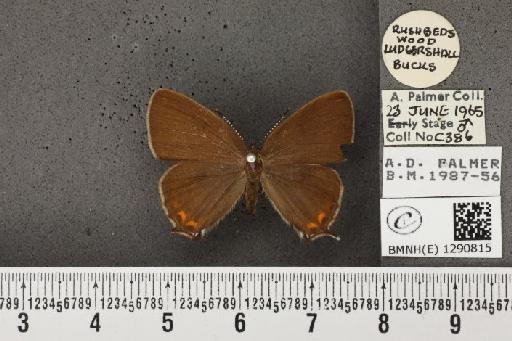 Satyrium pruni (Linnaeus, 1758) - BMNHE_1290815_126491