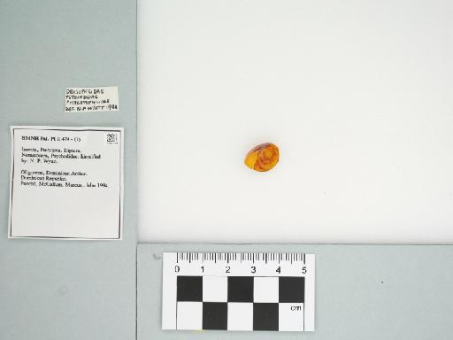 Psychodidae - 015401508____