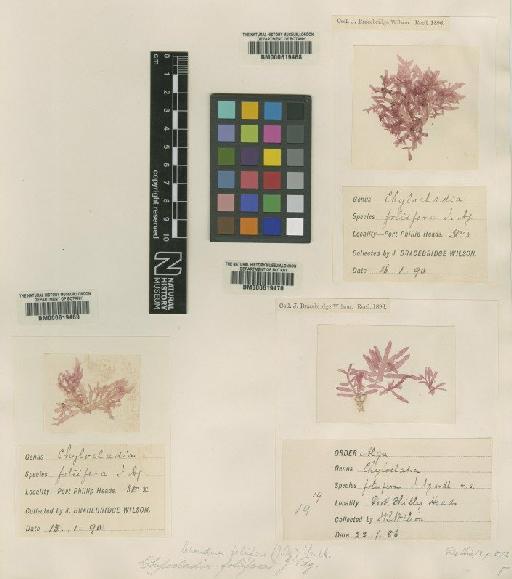 Chondria foliifera (J.Agardh) Falkenb. - BM000619468