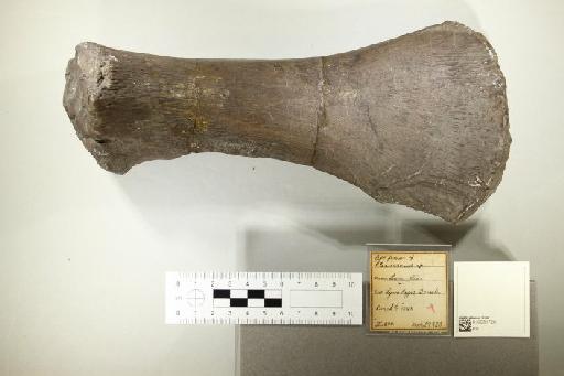 Plesiosaurus De la Beche & Conybeare, 1821 - 010031720_L010096515